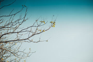 At the end of the twigs near dusk, the back is the sky.