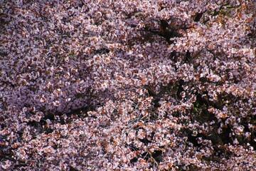 鏡桜（福島県・喜多方市）