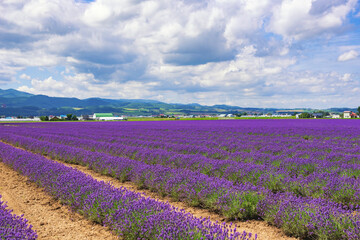 Fototapeta premium Scenic Lavender Field in Autumn at Lavender East Farm, Furano, Japan