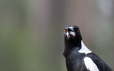 Australian Magpie head and shoulders with sun shining on beady eye green grey plain background