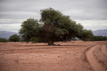 tree in the desert