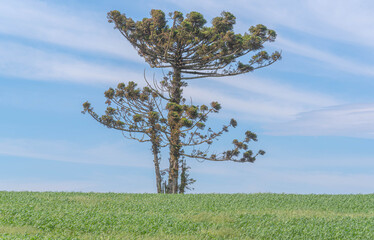 Auaucária angustifolia tree in pasture and agricultural production fields.