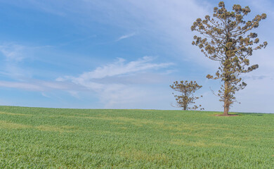 Obraz premium Auaucária angustifolia tree in pasture and agricultural production fields.