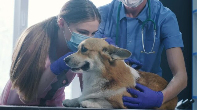 A team of veterinarians examines the ears of a sick Corgi dog using an otoscope in veterinary clinic