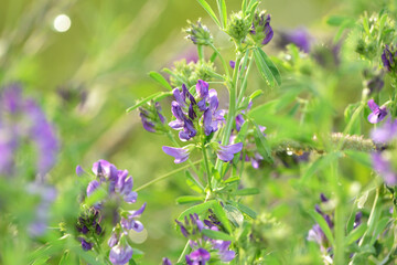 Summer background of flowering meadow plants on a natural background with soft selective focus.