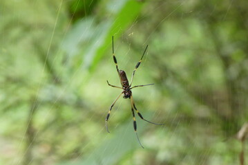 Araignée du Costa Rica