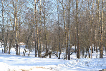 Sunny day in the forest in early spring, melting snow, beautiful shadows and sunlight, winter landscape of a birch forest.