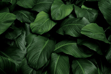 Tropical green leaves on dark background, nature summer forest plant concept - obrazy, fototapety, plakaty