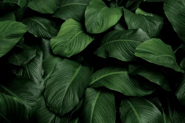 Fototapeten Tropical green leaves on dark background, nature summer forest plant concept © eakarat
