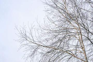 Fototapeta na wymiar Thin branches of birch in spring against the blue sky