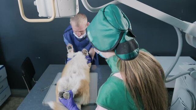 Veterinarian team examining dog in x-ray room