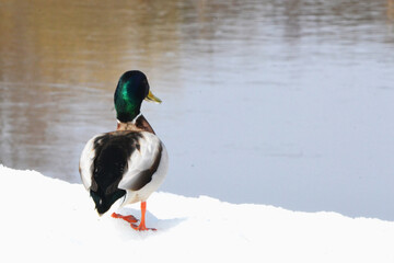 A duck stands on the shore of a pond on white snow.