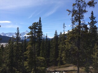 Spectacular view of the Icefield Parkway 