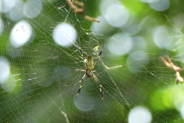 Araignée du Costa Rica