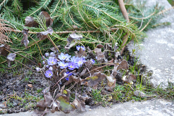 The first spring small shoots. Sprouts of flowers in the ground in the garden in early spring, horticulture.