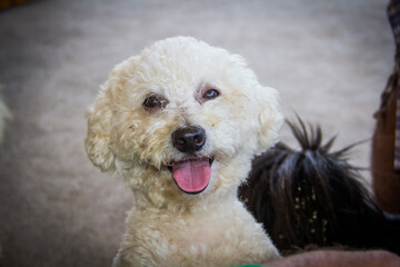 portrait of a poodle