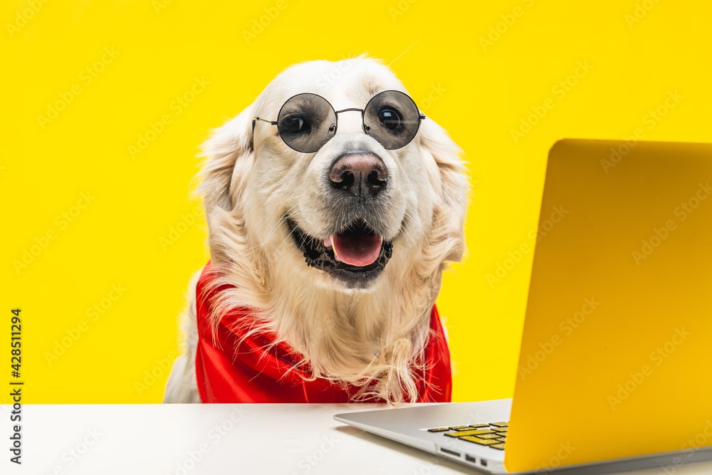 Wall mural Closeup of a cool golden retriever in shades and scarf wa