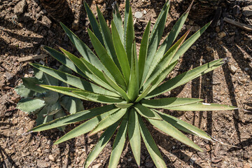 Fototapeta premium Maguey Coyote Agave Iyobaa