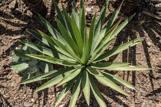 Maguey Coyote Agave Iyobaa