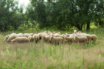 Obraz premium A large flock of sheep grazes in the meadow among trees and grasses.