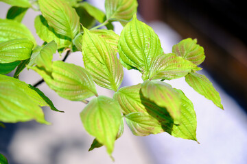 ハナミズキの若葉