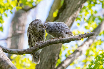 エゾフクロウの親子