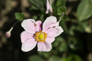 Obraz premium pink blossom