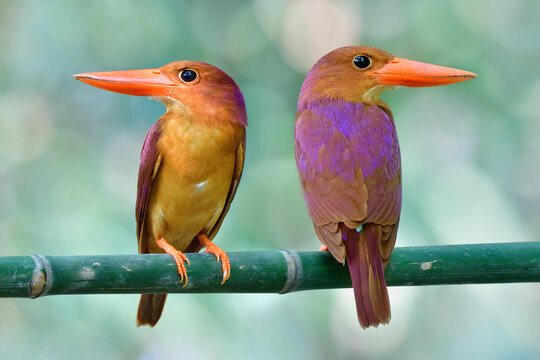 Fascinated large red beaks birds on perch showing both front and back view of purple shade, Ruddy Kingfisher (halcyon coromanda)