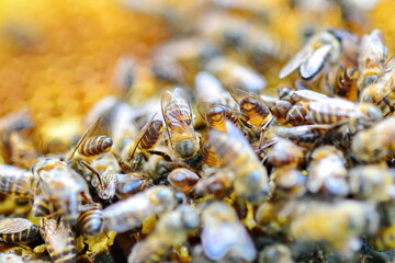 closeup of bees on honeycomb in apiary - selective focus, copy space
