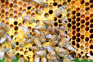 closeup of bees on honeycomb in apiary - selective focus, copy space
