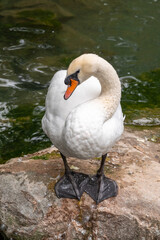 Graceful white Swan with a red beak stands on the bank of a pond