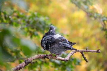 Grey pigeon sitting on a tree branch on green background.