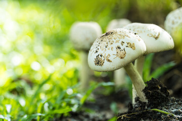 Magic mushroom (Psilocybe cubensis, Strophariaceae ) with bokeh nature green background. Summer forest scene. White mushroom macro photo.