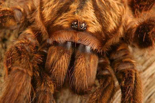 Caribbean Golden Gray Tarantula (Phormictopus platus).