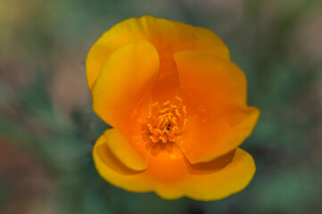 orange flower poppy