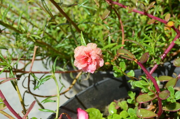 a beautiful pink flower