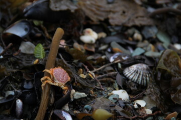 shell on the ground