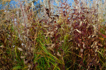 background of dry autumn bushes and green grass