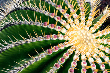 Closeup of the thorns of a golden barrel cactus in the Lanzarote Islan
