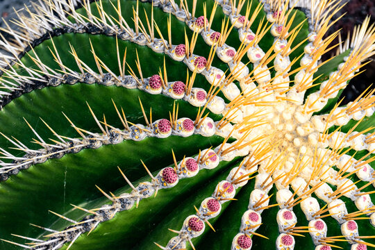 Closeup of the thorns of a golden barrel cactus in the Lanzarote Islan