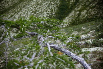 half withered larch twig against the background of a hill