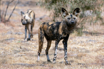 African Wild Dog in South Africa