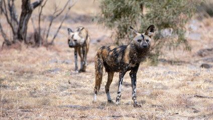 African Wild Dog in South Africa