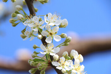 梨の花（福島県・会津美里町）
