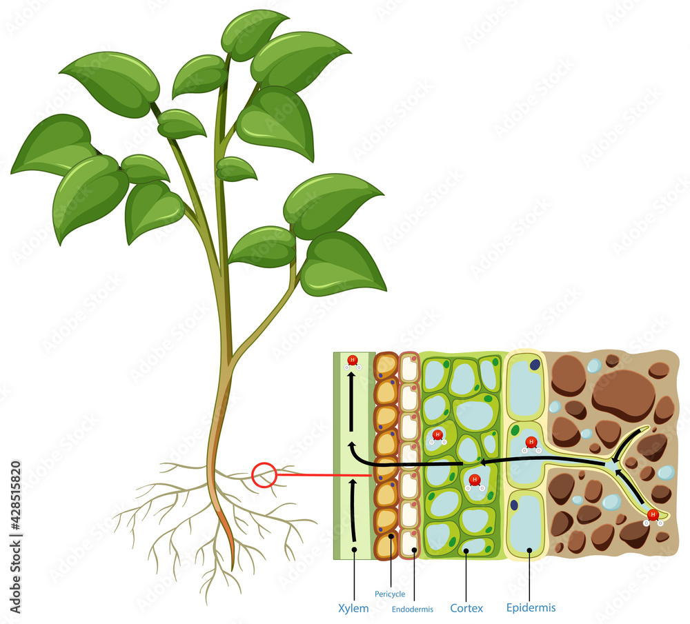 Sticker diagram showing root cell of plant isolated on white background