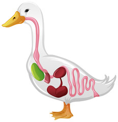 Internal Anatomy of a Duck isolated on white background