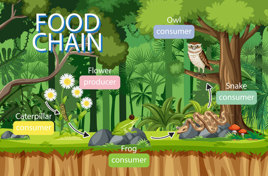 Food chain diagram concept on forest background