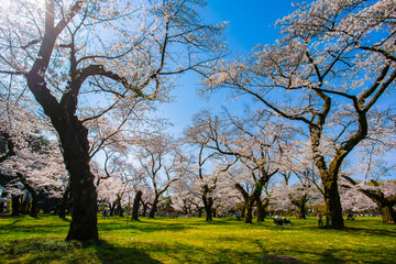 Obraz premium 春の小金井公園