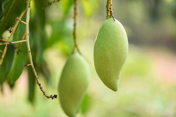 raw mango hanging on tree with leaf background in summer fruit garden orchard, green mango tree
