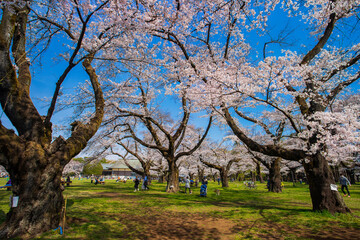 Obraz premium 春の小金井公園